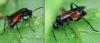 Macrophya annulata